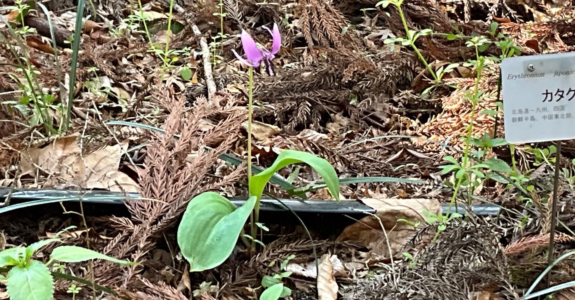 発芽から開花までに約8年以上かかるカタクリが開花（京都府立植物園