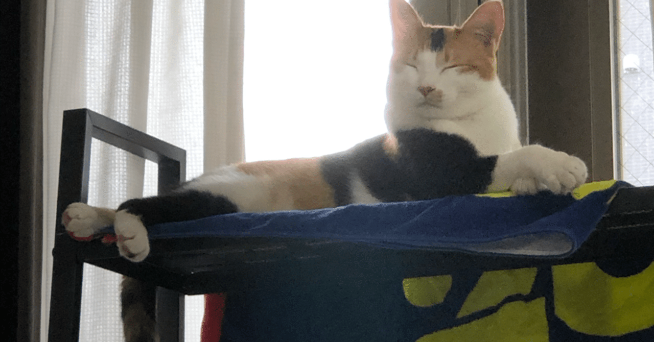 おすすめ猫のおもちゃno 1を紹介します みやびちゃん寝る Note おすすめ猫のおもちゃno 1を紹介します みやびちゃん寝る Note