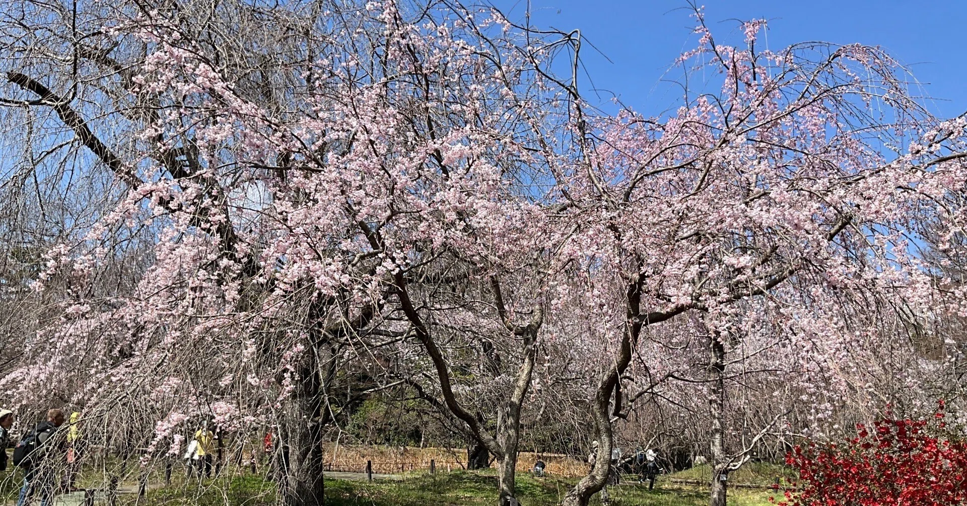 レア 岩国基地 2017 桜 SAKURA 2017年・桜♡ありがとう | 癒しの和歌山