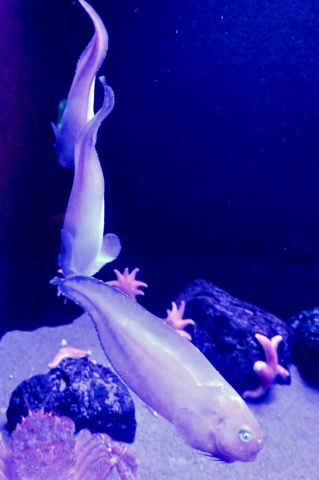 マリンピア日本海｜新潟の海と川をめぐる水族館｜しいな｜いきもの旅ログ