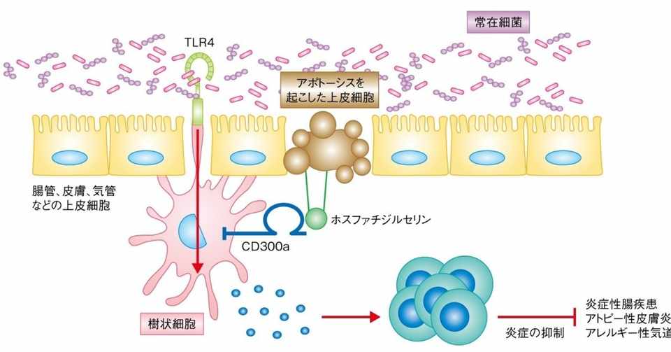 名前の由来を教えましょう Napoptosis メタラーメン野郎 Note