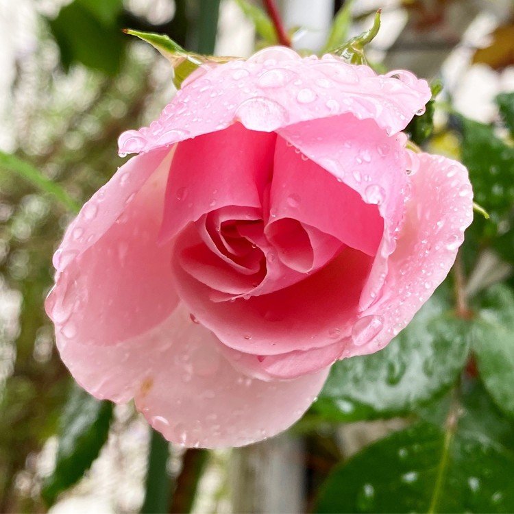 品種：ペニーレーン（Penny Lane)。英国作出。四季咲き。つるバラ(Cl)。