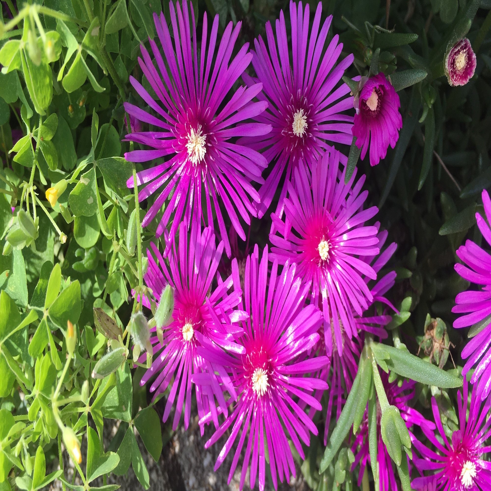 偏愛 マツバギク 小野瀬雅生 Note