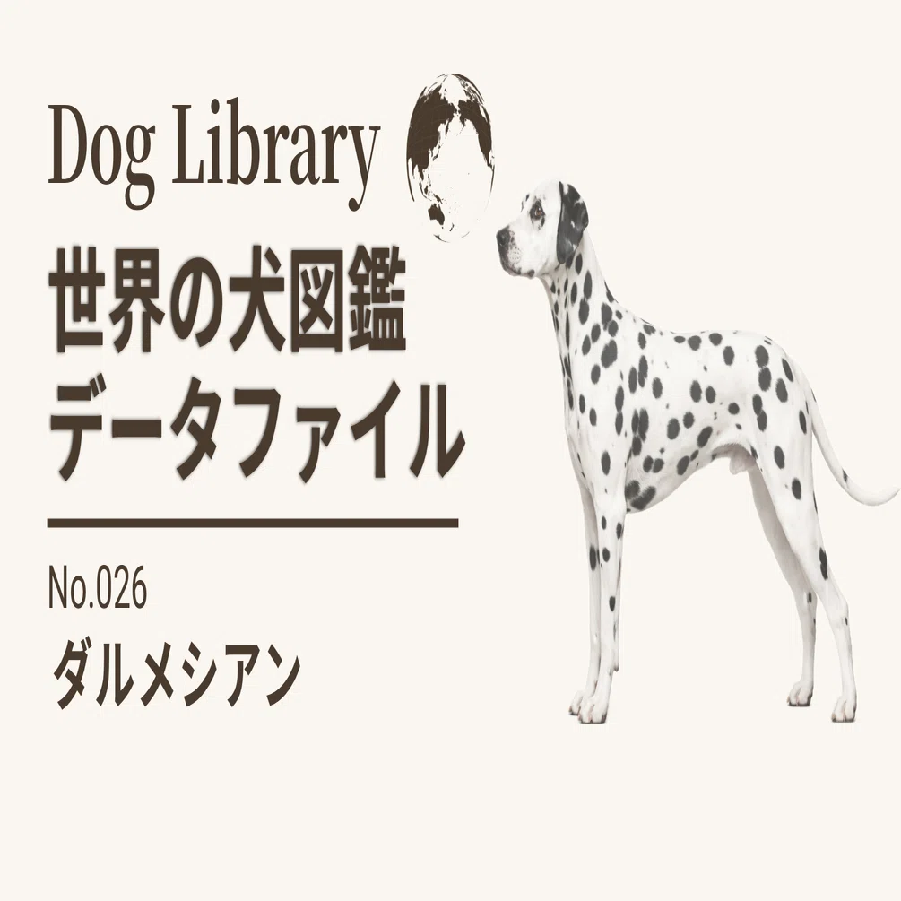 aiさん専用: ダルメシアンとテリア ドッグライブラリ｜世界の犬図鑑データファイル：ダルメシアン編