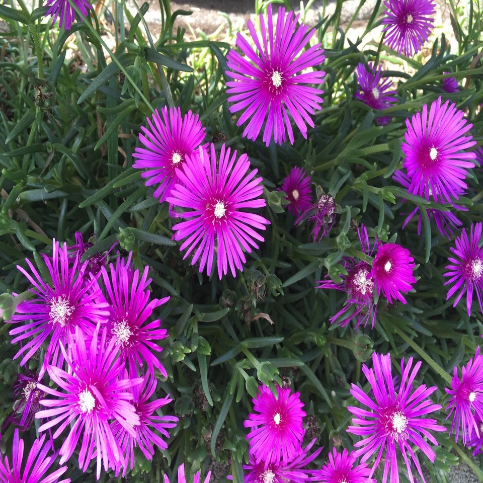 偏愛 マツバギク 小野瀬雅生 Note