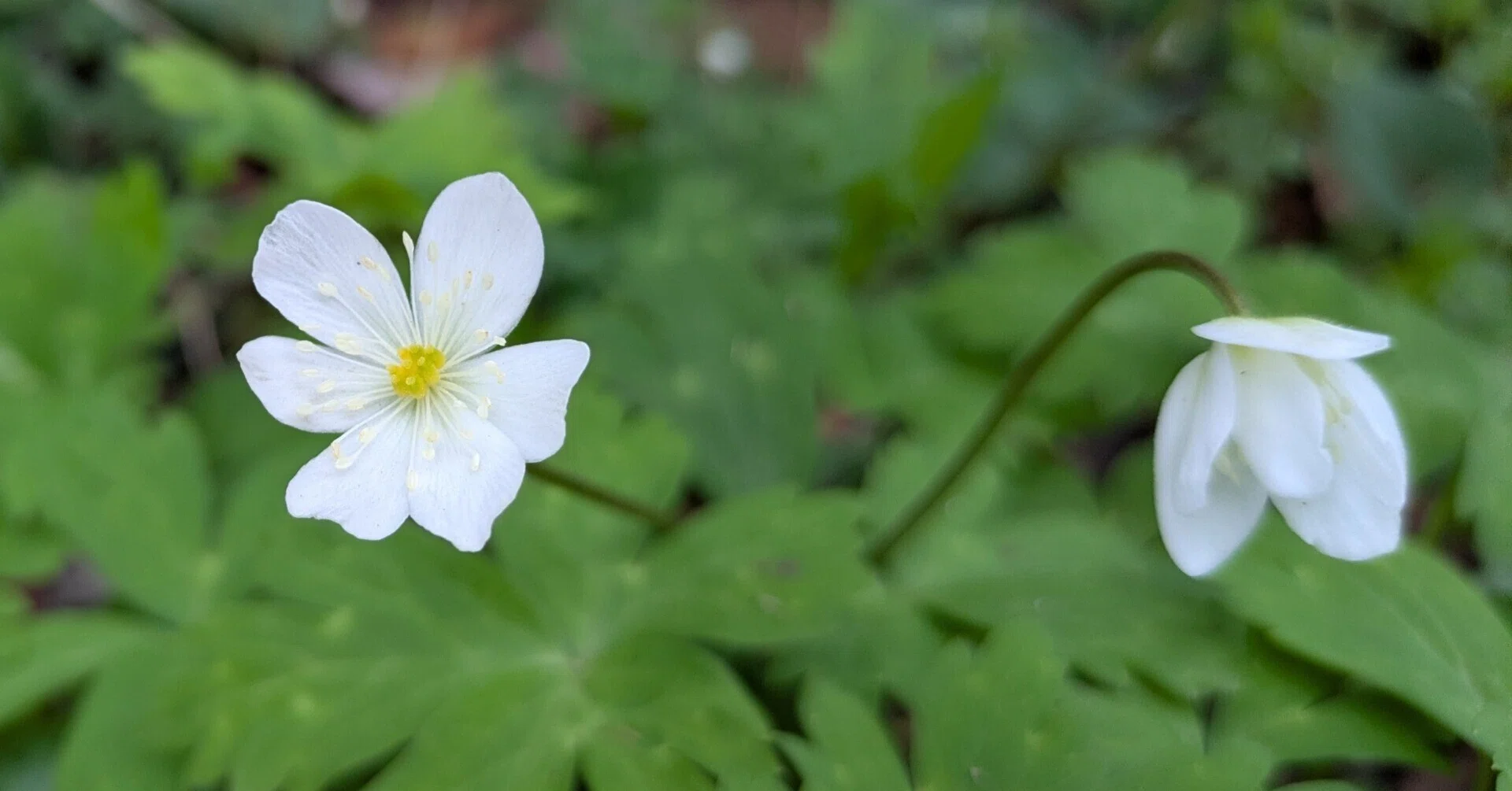 ニリンソウ＜二輪草：wind flower＞（Anemonastrum flaccidum）｜みるふぃ