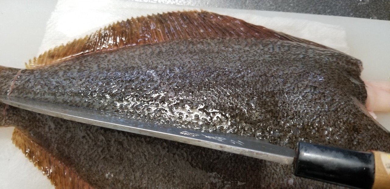 無料記事 鮮度抜群 活〆ヒラメを食べよう 五枚おろし と A 魚っくん Manabu Note