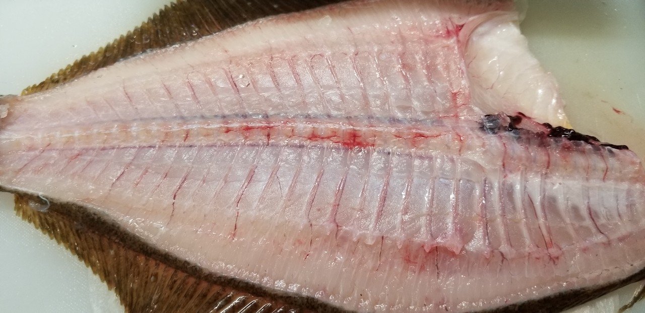無料記事 鮮度抜群 活〆ヒラメを食べよう 五枚おろし と A 魚っくん Manabu Note 無料記事 鮮度抜群 活〆ヒラメを食べよう 五枚おろし と A 魚っくん Manabu Note