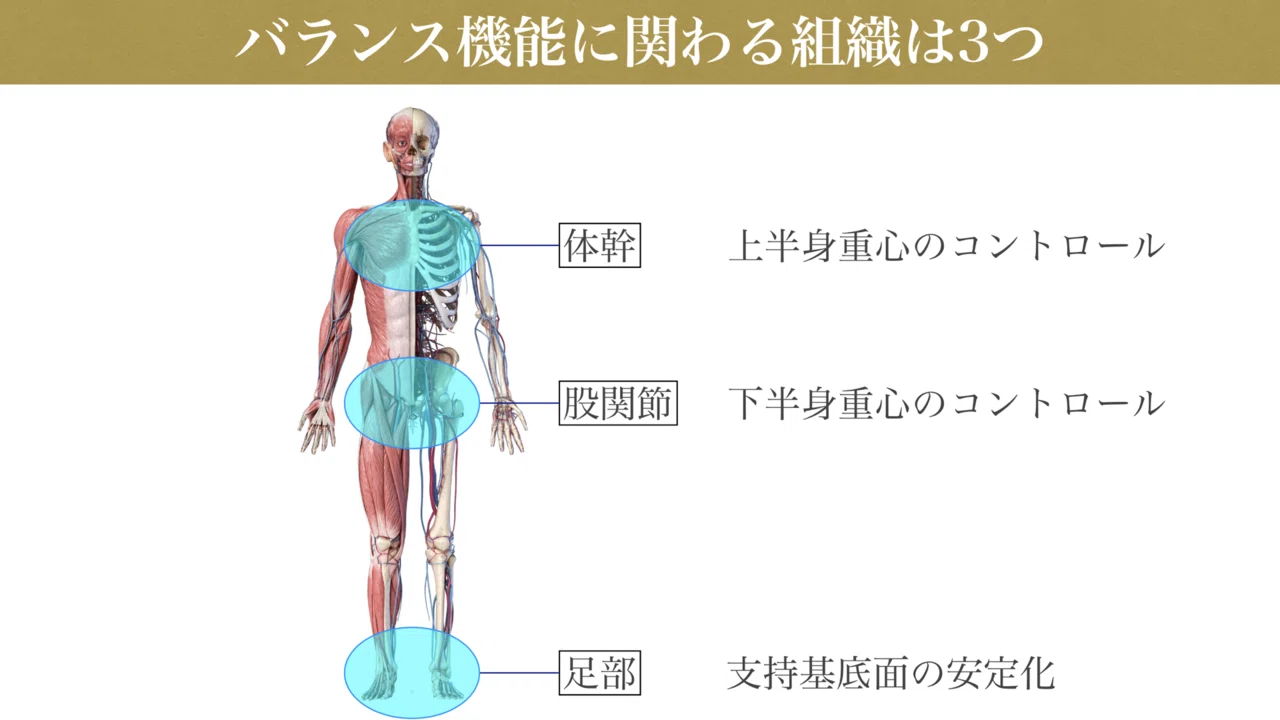 バランス機能の本質と片脚立位の重要性｜Yu （ユウ）