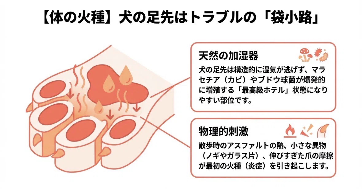 愛犬の「なめ壊し」を止める科学的な視点〜指間炎(体の火事)と常同障害(心の回路)を切り分ける〜|獣医師クリネックス