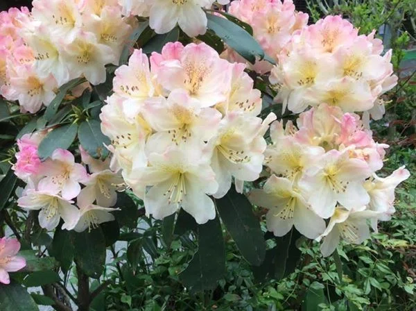 法徳堂前の石楠花（しゃくなげ）が満開になっています😊｜高野山法徳堂