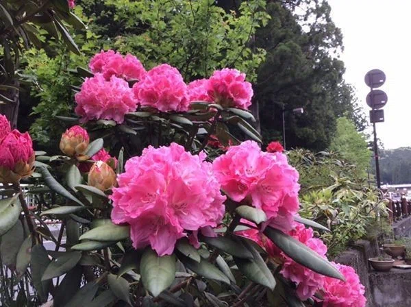 法徳堂前の石楠花（しゃくなげ）が満開になっています😊｜高野山法徳堂