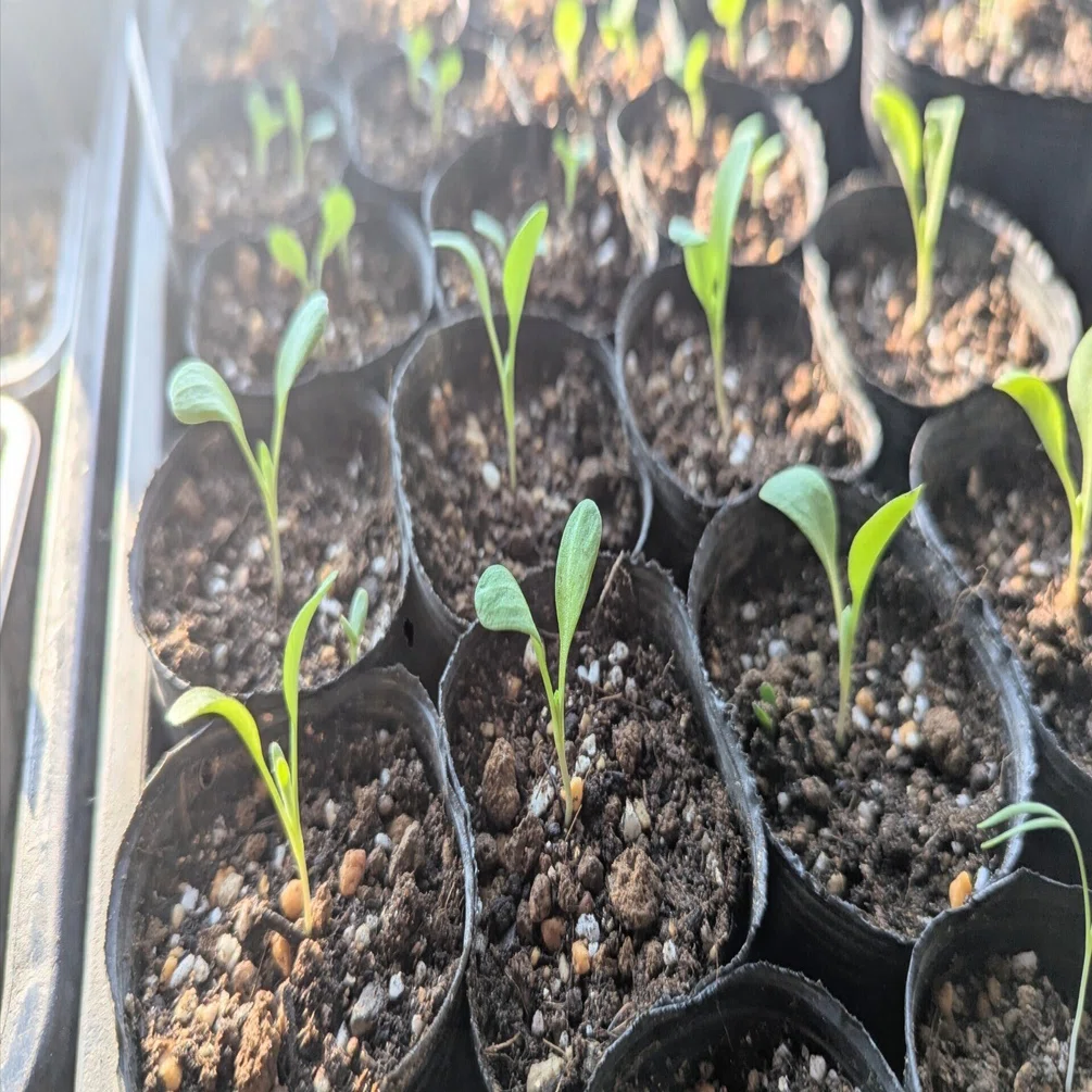 【中古】 植物の耐凍性と寒冷適応 厳冬期の凍結を経験した越冬性植物は寒さに強くなる！ - 岩手大の研究