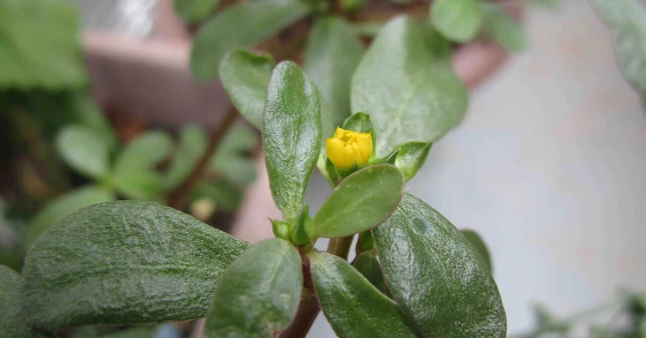 野草が食べたい。#この春やりたいこと|ハッピーターン