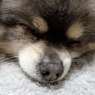 山口ハル