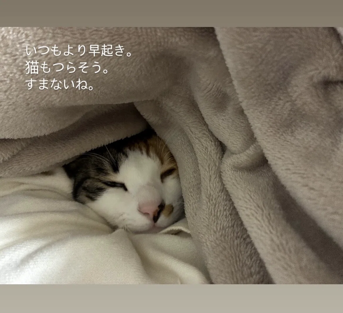 猫と二度寝｜Ayano Kamiya