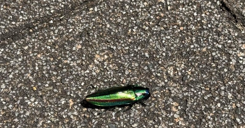 コーディングに価値はない。われわれはどうやって食べていくか。