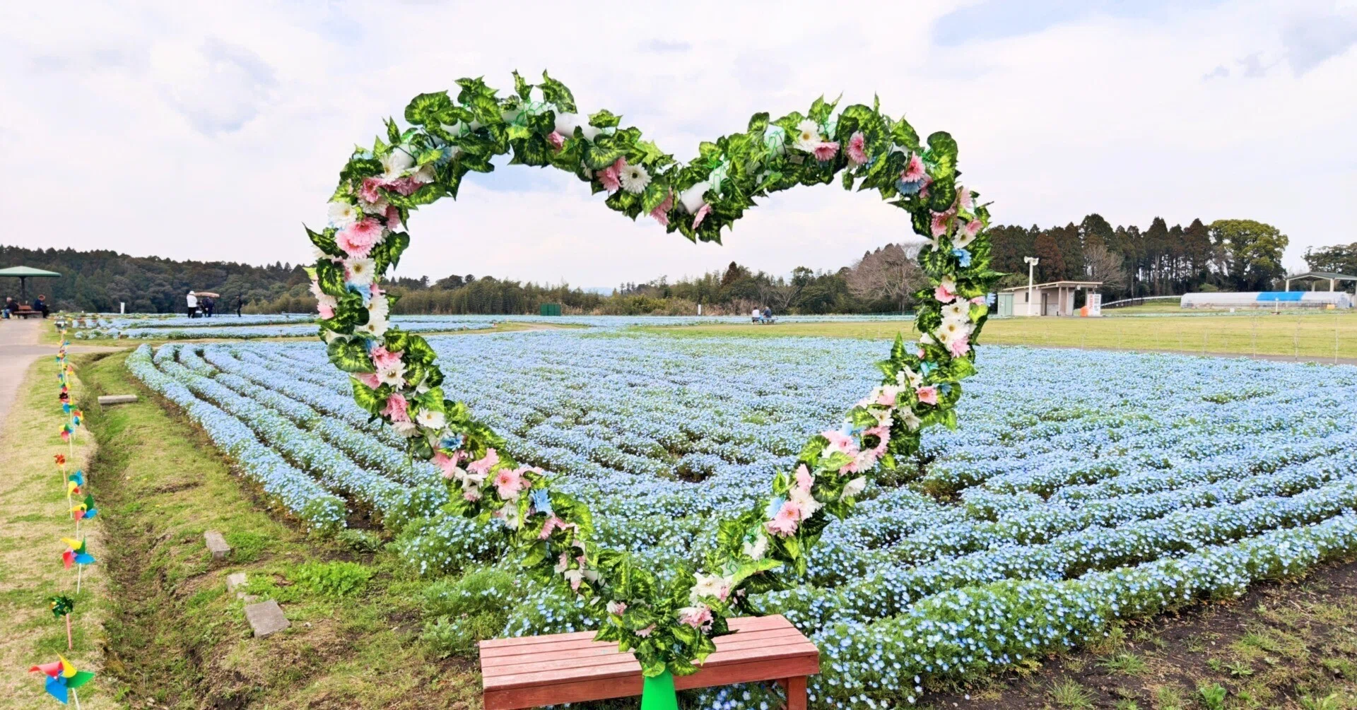 Miyakonojo City] A new flower spot is born! The blue carpet was