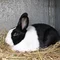 white_rabbit1979