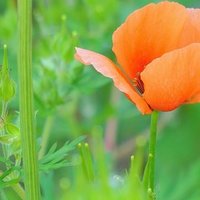 ドライフラワーを捨てるタイミングはいつ ちゃっぴい Note
