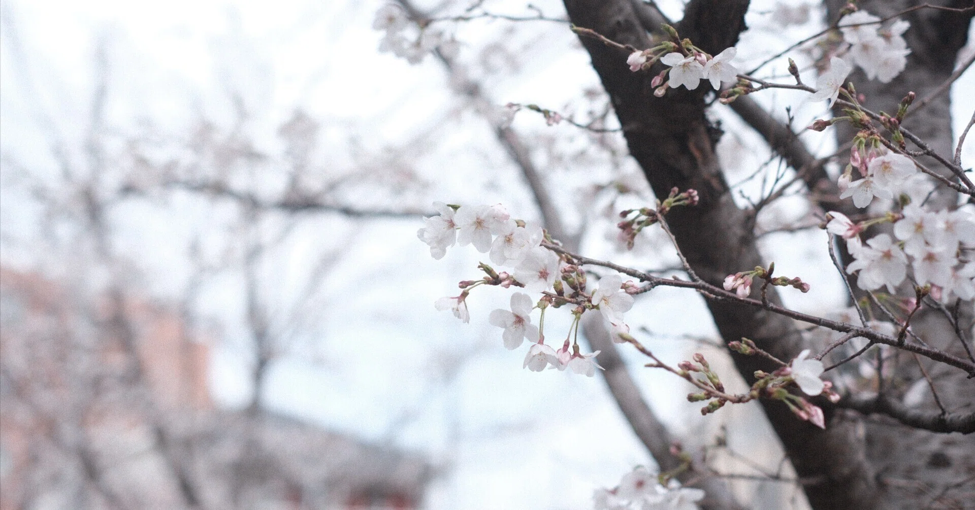 風Rin　確認ページ 神レンズ」との2日間──XF35mm F1.4 Rが連れてきた空気感｜TAKU