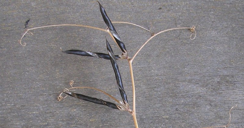 カラスノエンドウ 不思議な黒 おちまこと Note