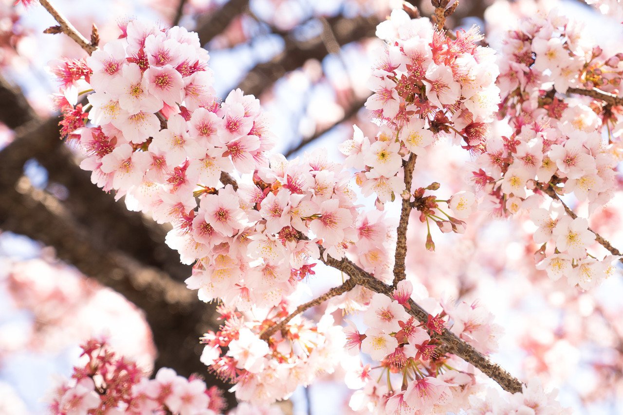 季節 春での、桜の木の下でお花見！ヘキサタープＬ 桜について知っておきたいことのすべて／東京の観光公式サイトGO