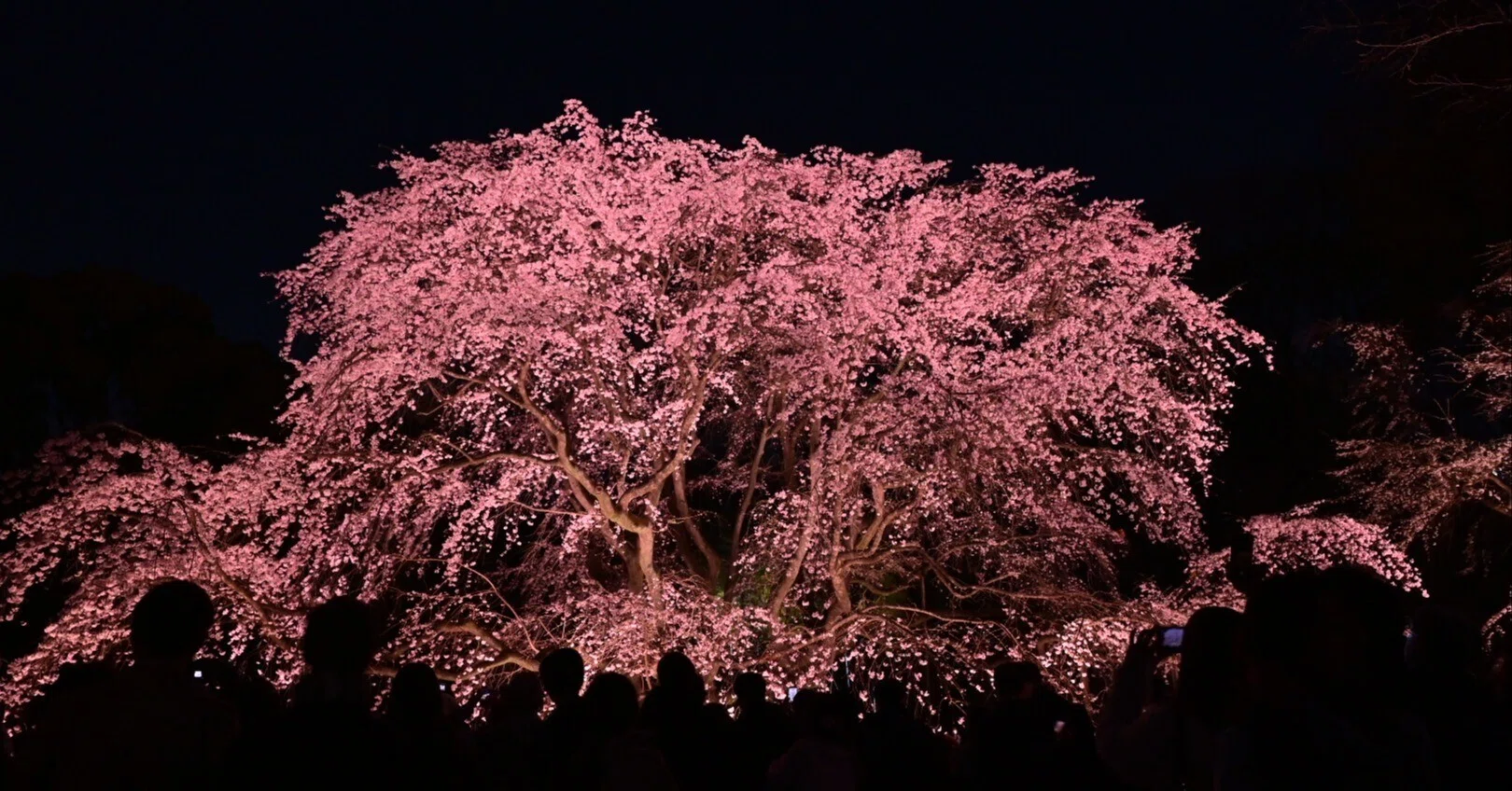 月夜桜 桜月夜 - GENSEKI