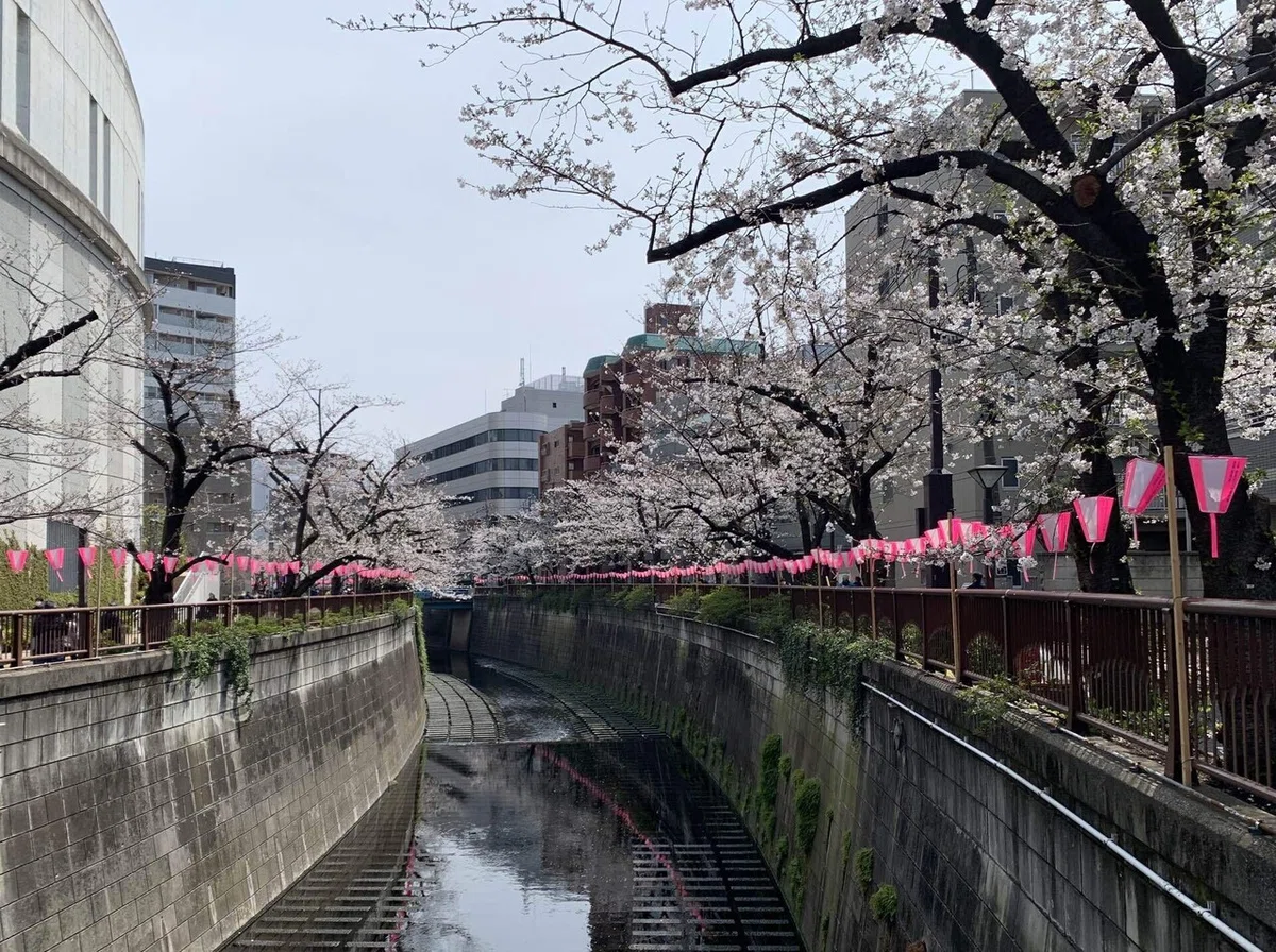 東京都-目黒区へ② [目黒川の桜並木]｜TaCaTrip