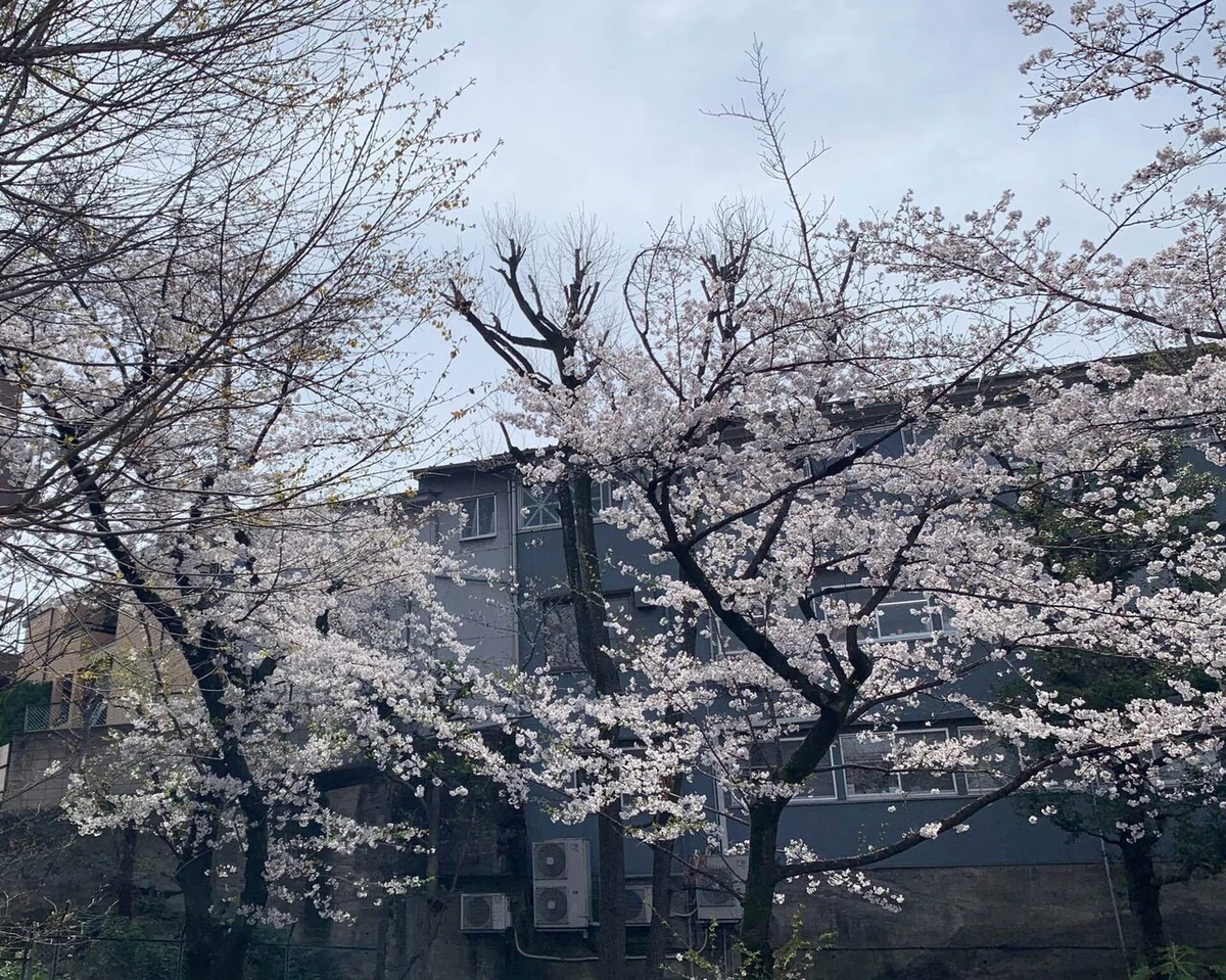 東京都-目黒区へ② [目黒川の桜並木]｜TaCaTrip