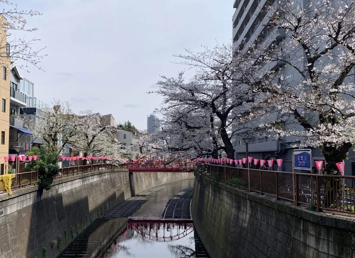 東京都-目黒区へ② [目黒川の桜並木]｜TaCaTrip