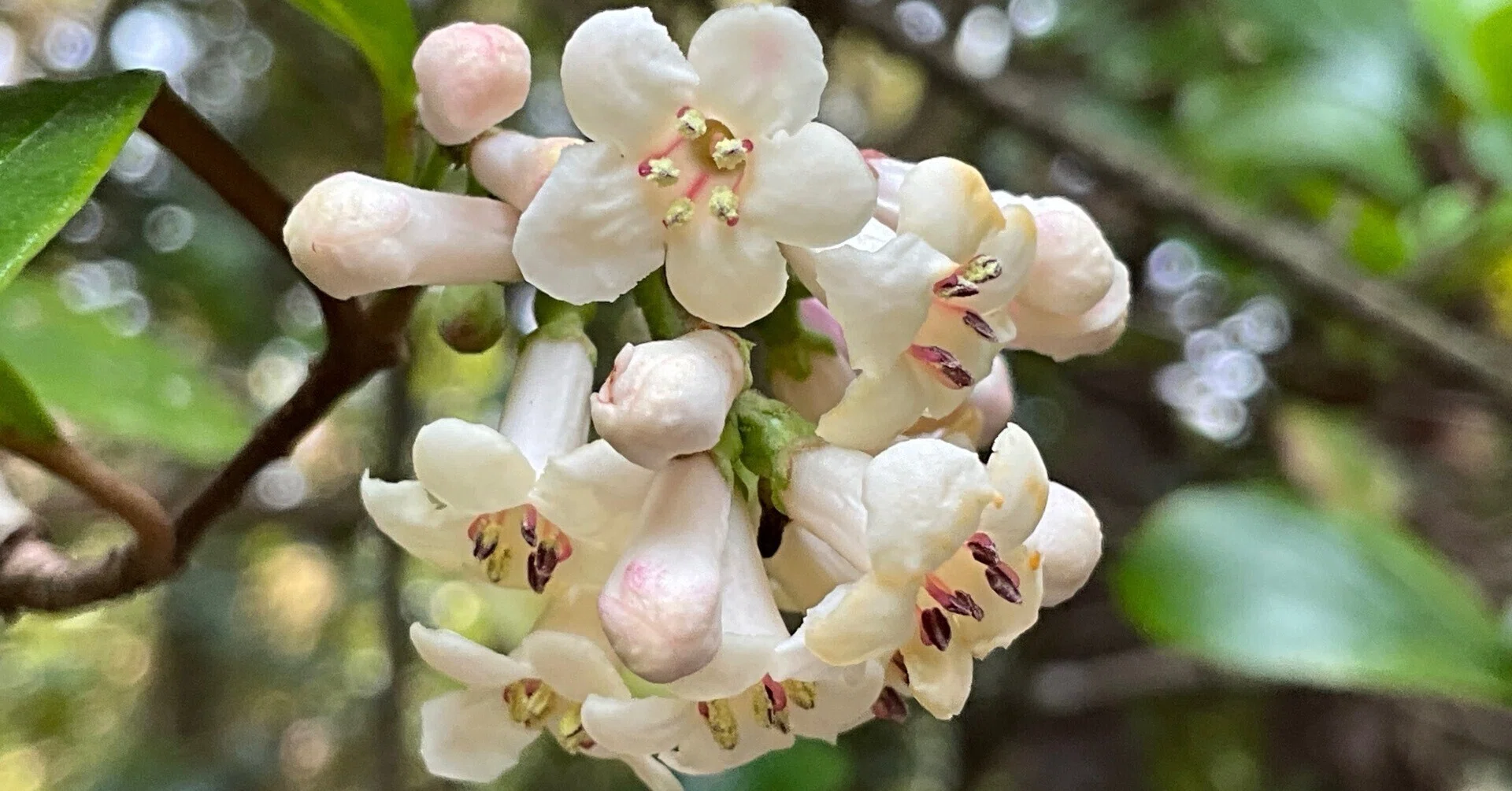 ゴモジュ　可愛い白い花 ゴモジュが咲き始める（京都府立植物園）：2026年3月28日（土）｜藤井