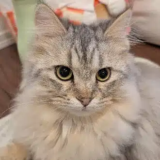 猫と夫婦と節約と