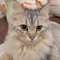 猫と夫婦と節約と