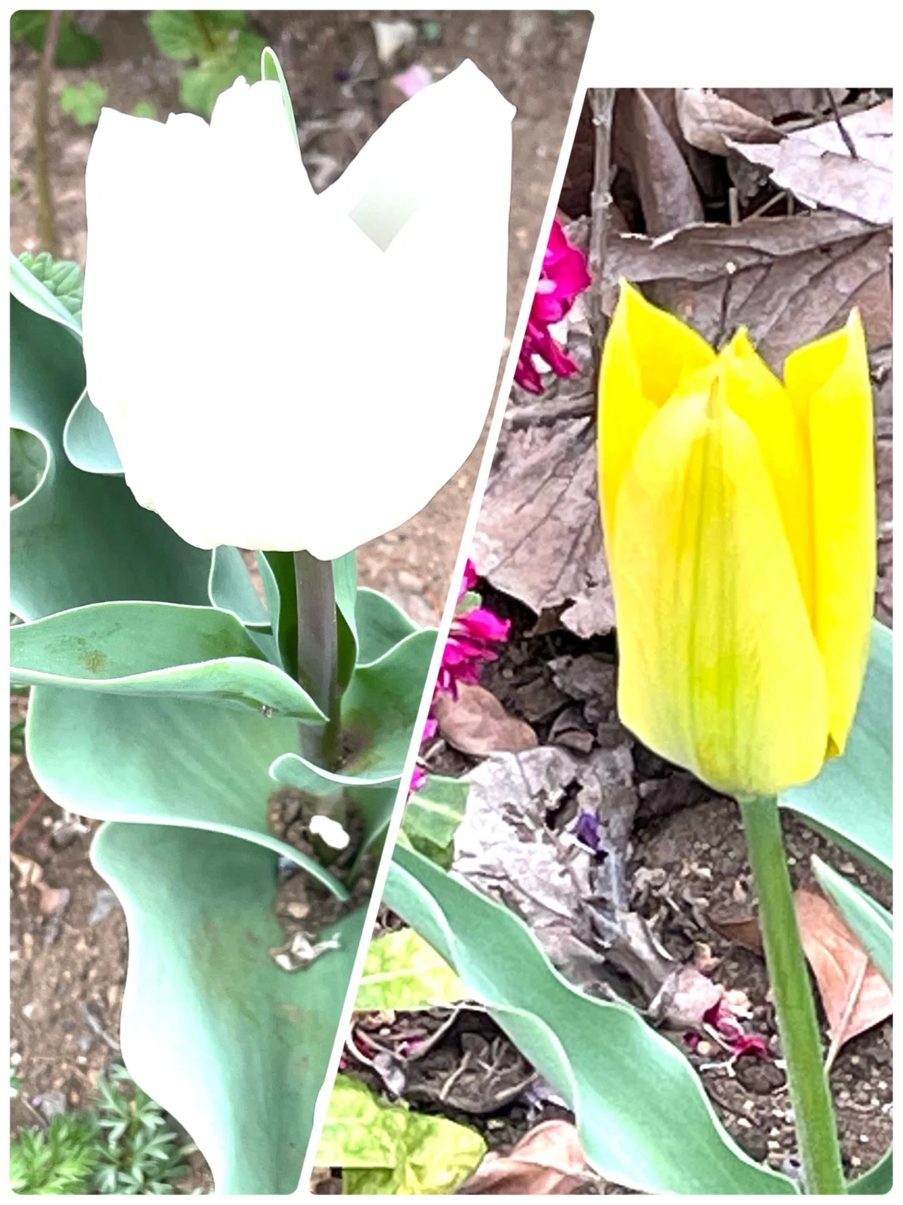 公園の花たち?咲いた咲いたチューリップ｜エコ914