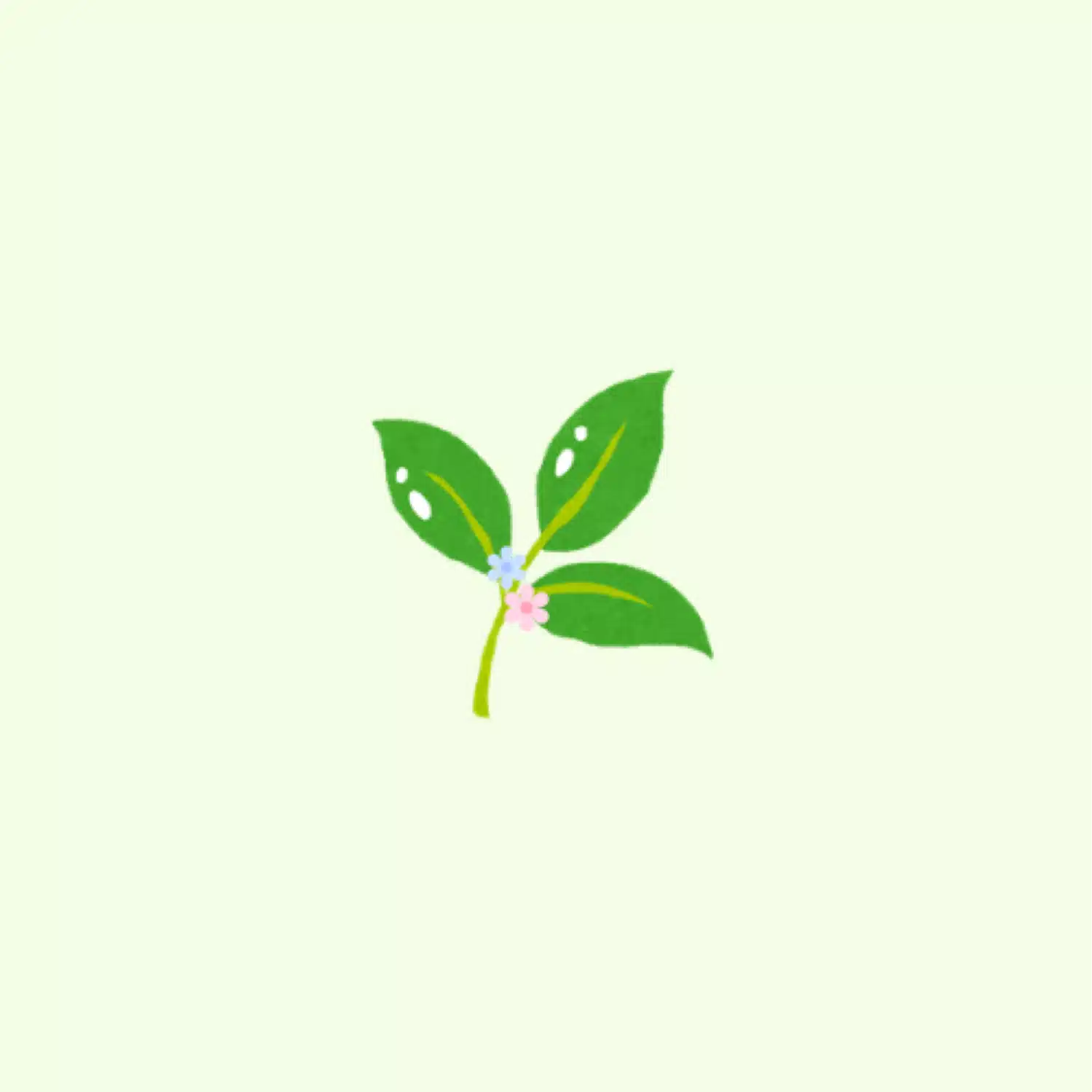 わかば