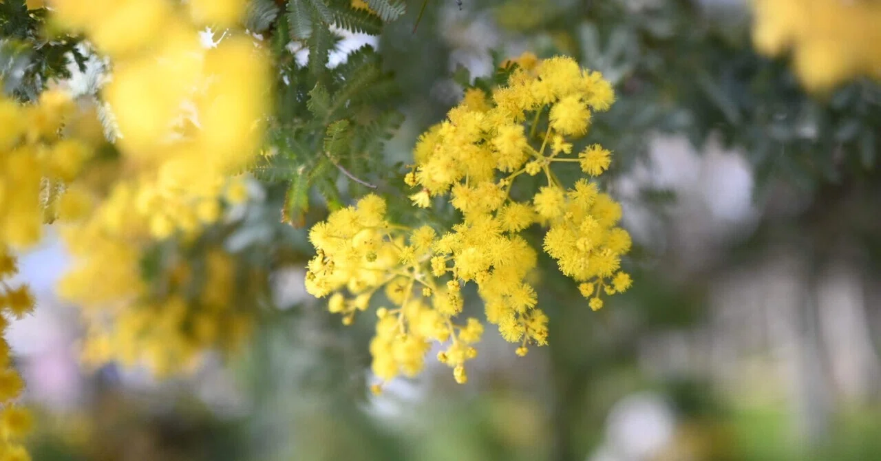 Nikon Zfcと単焦点レンズ NIKKOR 24mm f1.7で春の植物園へ（作例）｜月宵