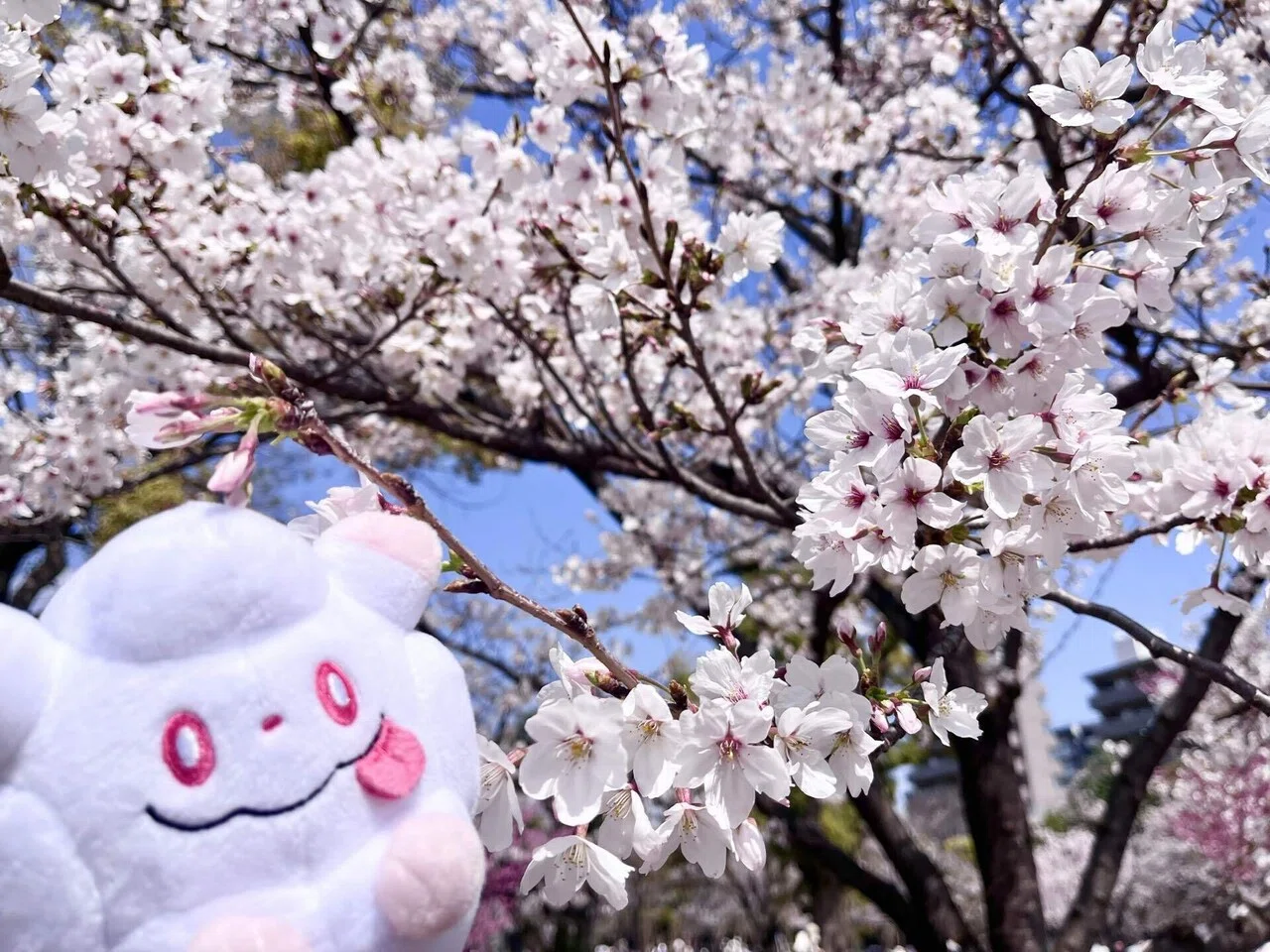 ポケモンと一緒にスカイツリーでお花見散歩｜旅&ポケモン✈️あゆむ