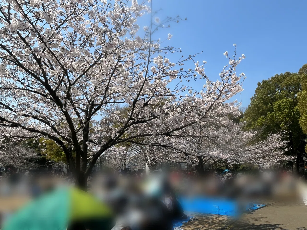 ポケモンと一緒にスカイツリーでお花見散歩｜旅&ポケモン✈️あゆむ