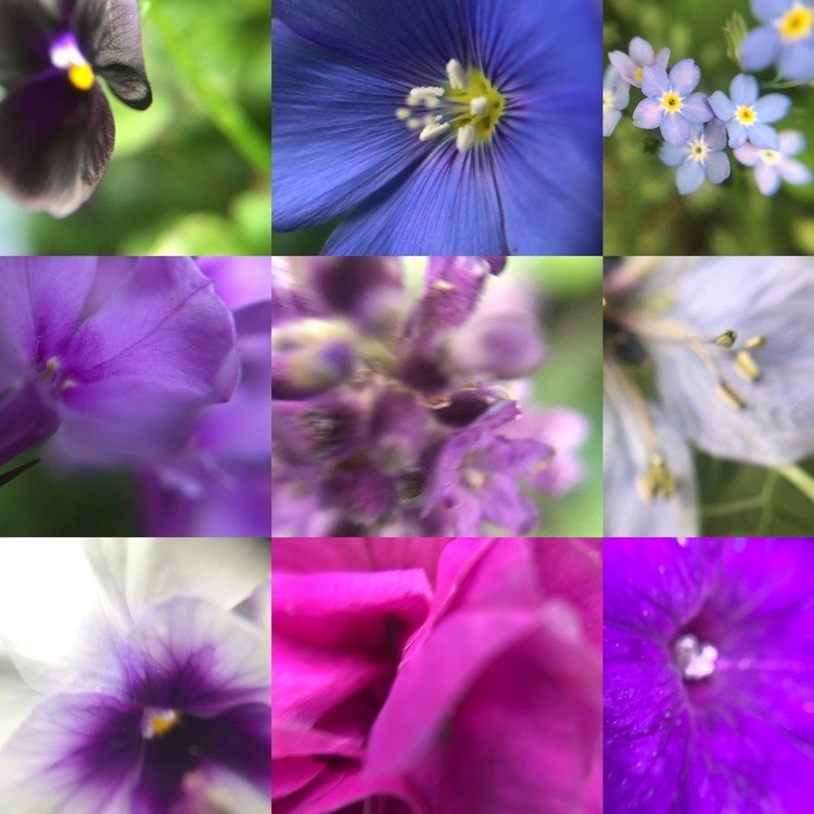 花あそび、色あそび

青と紫の世界