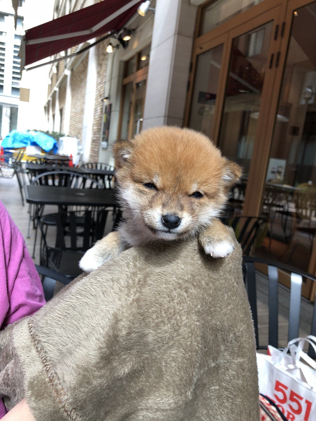 待ちに待ったお迎えの日 豆柴コロちゃんのこと Note