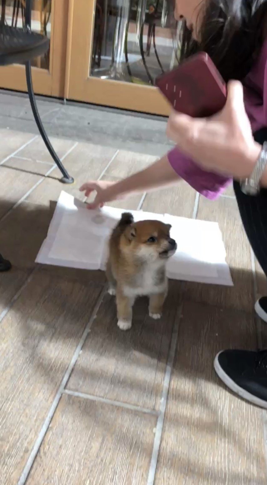 待ちに待ったお迎えの日 豆柴コロちゃんのこと Note