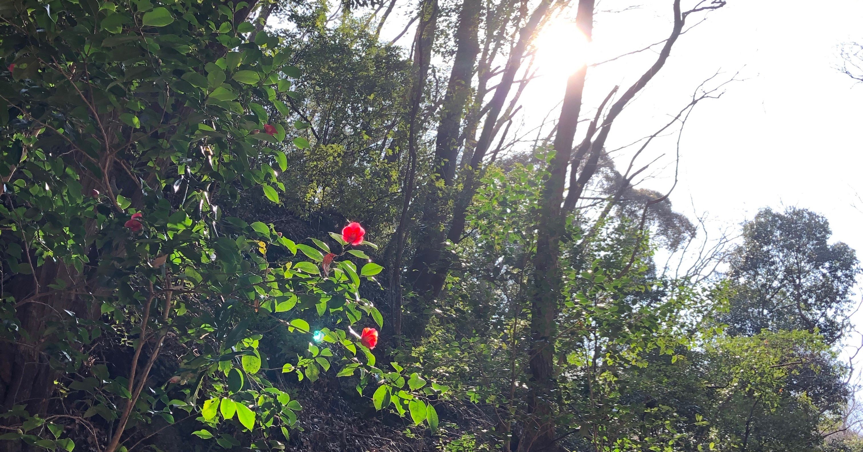 不登校は 登校フリー 自分で決める力を 長尾 瞳 アトリエme Note