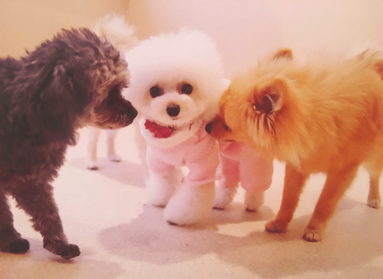 トイプードルのかわいいしつけ方法やママが大好きになる方法をご紹介します かわいい愛犬はトイプードル トイプードルのリリーです Note トイプードルのかわいいしつけ方法やママが大好きになる方法をご紹介します かわいい愛犬はトイプードル トイプードルのリリーです Note