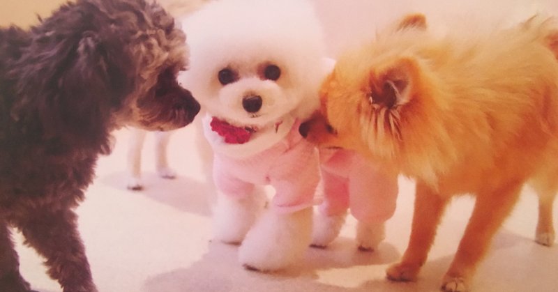 トイプードル甘噛み の新着タグ記事一覧 Note つくる つながる とどける