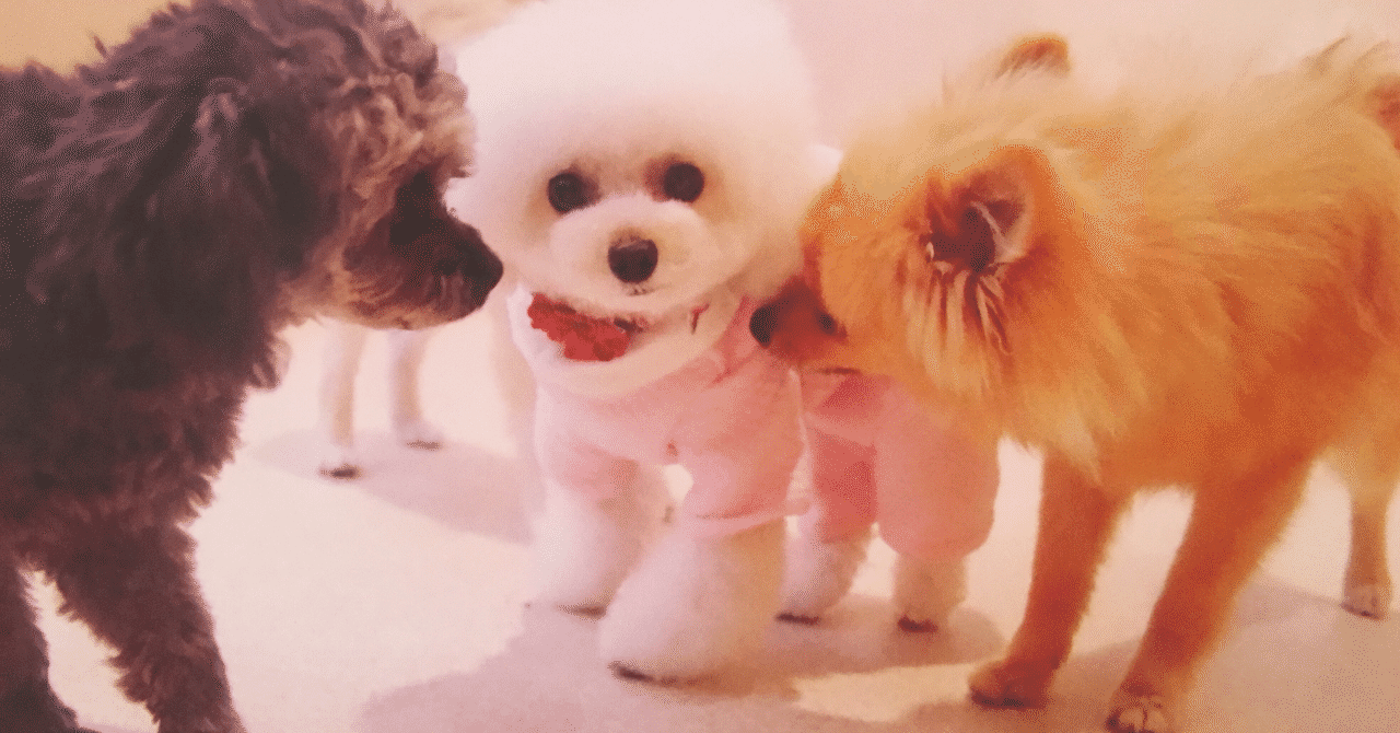 かわいい愛犬はトイプードル トイプードルのリリーです Note