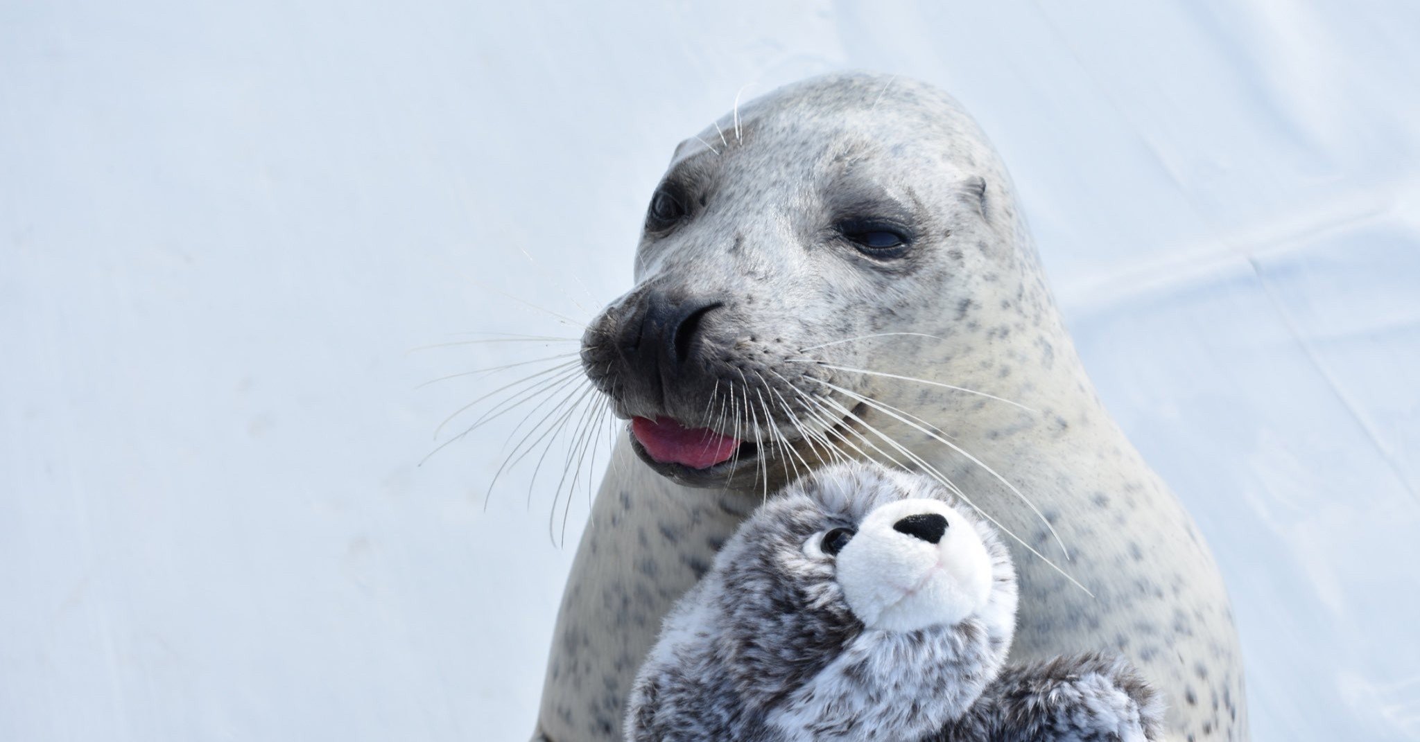 アザラシシーパラダイス りんたろー From Exit Note