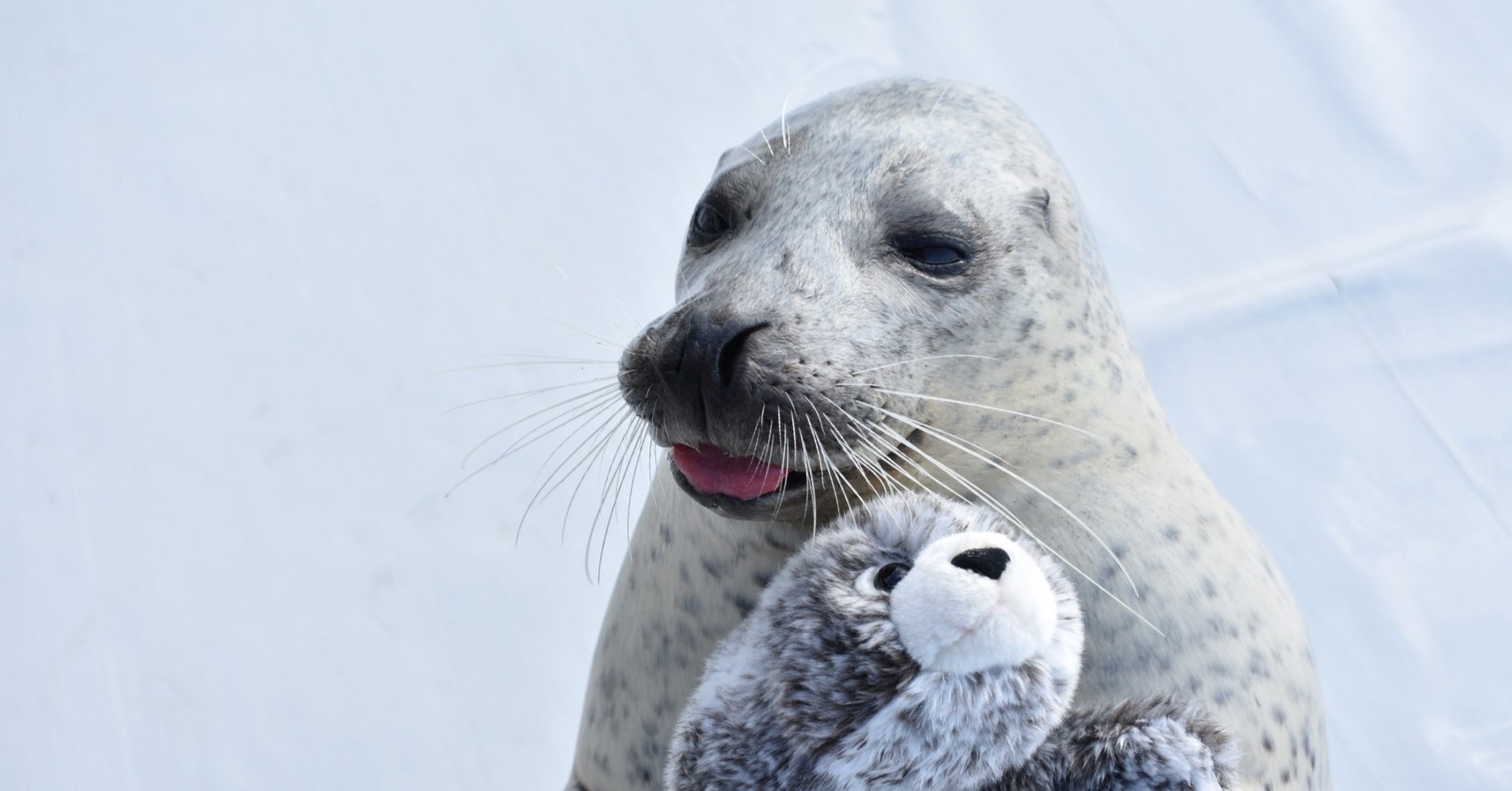 アザラシシーパラダイス りんたろー From Exit Note アザラシシーパラダイス りんたろー From Exit Note