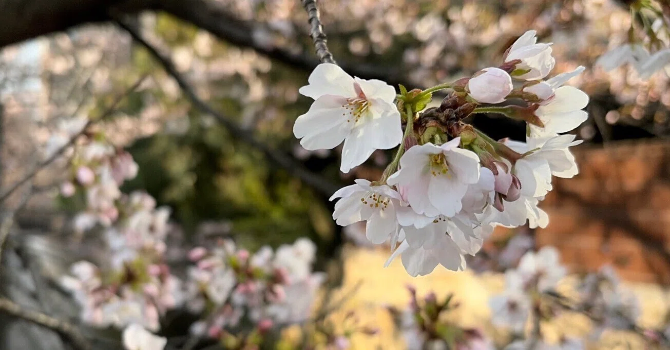 散ってはまた咲く桜のように、変化の中に生きていこうと心に決めた春 
