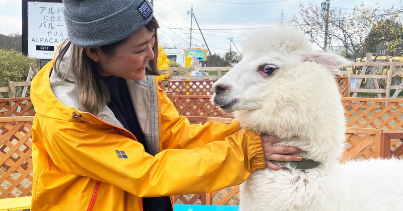 癒される動物・アルパカとふれあおう！そしてその効果とは？！